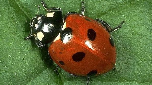 Ladybird INVASION: What is a black ladybird with red spots - do ladybirds  bite?, UK, News