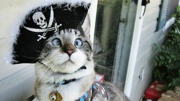 Spangles rocks the pirate look