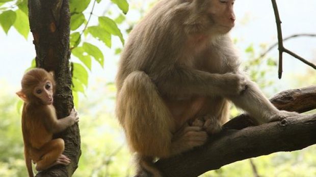 Rhesus monkeys' spinal cord is more similar to humans' than that of mice.