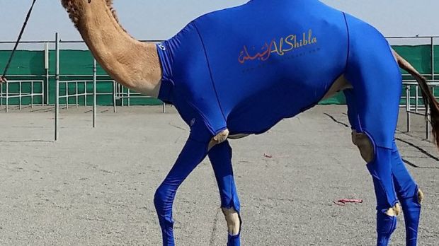 Company makes and sells luxury sportswear for camels