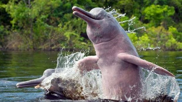 Pink dolphins in the Amazon feed on piranhas