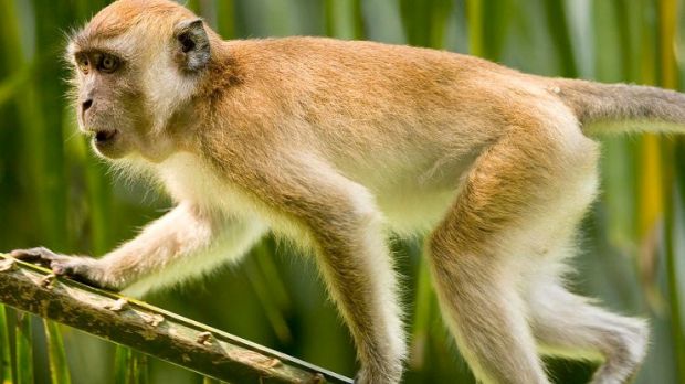 Parasite that usually infects monkeys is now spreading to humans