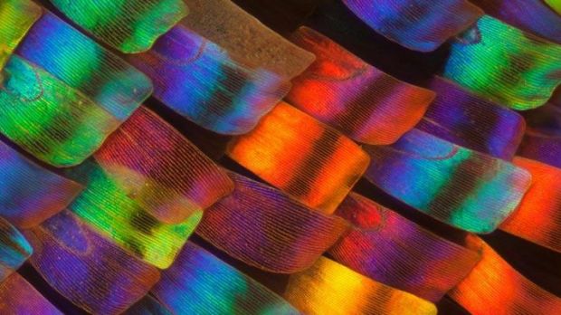 Intricate details of butterfly and moth wings show abstract patterns of color
