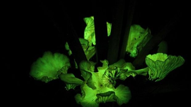 Odd mushrooms glow in the dark