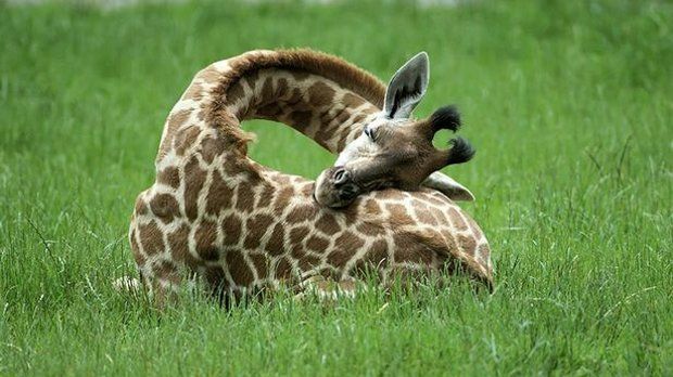 Like all other animals, giraffes too like to nap