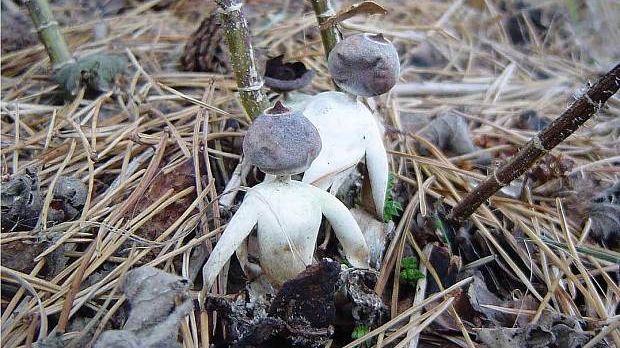 Odd mushrooms look like miniature humans