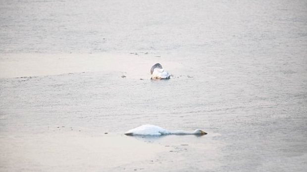 Woman claims to have seen a swan ending its own life
