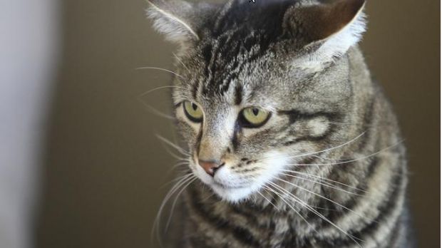 Tara, the hero cat, saved its young owner from a dog attack