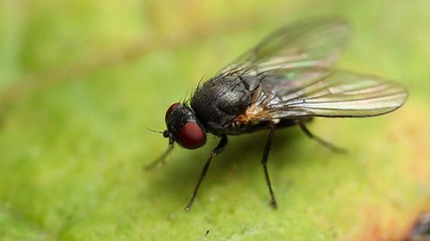 Some flies are nasty little fellows