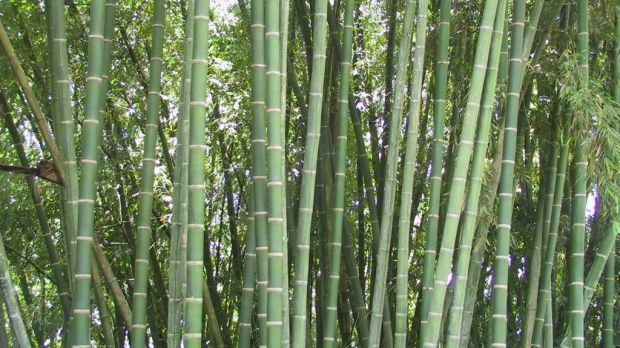 Bamboo plantation
