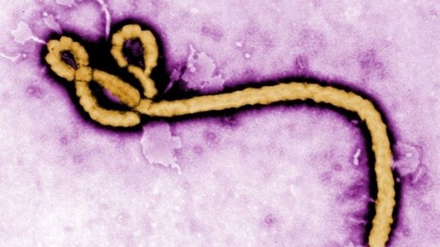The Ebola virus is one of Mother Nature's most gifted killers