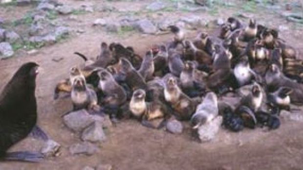 Harem of northern fur seal. The male is bigger, darker in the left