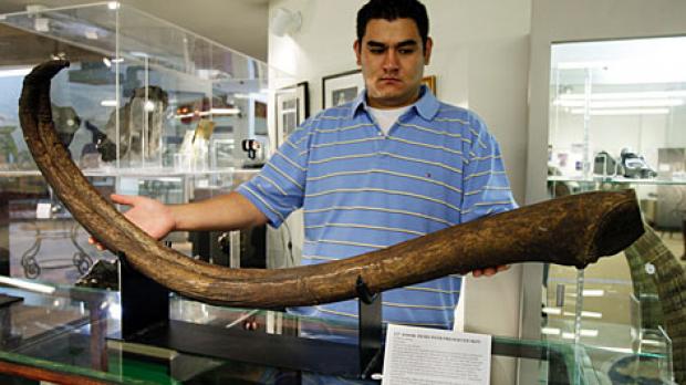 The fossil walrus penis bone