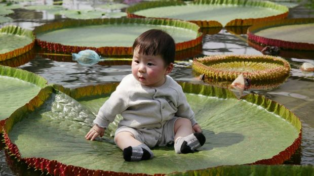 Child sitting on Amazon waterlily