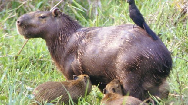 Capybara (Hydrochoerus) with young. The bird is an anis cuckooo (Crotophaga)