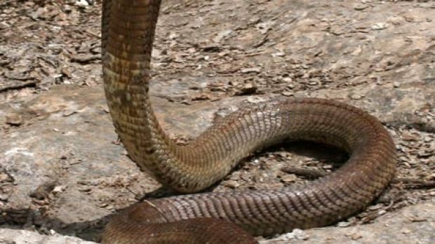 Naja ashei, the giant brown spitting cobra