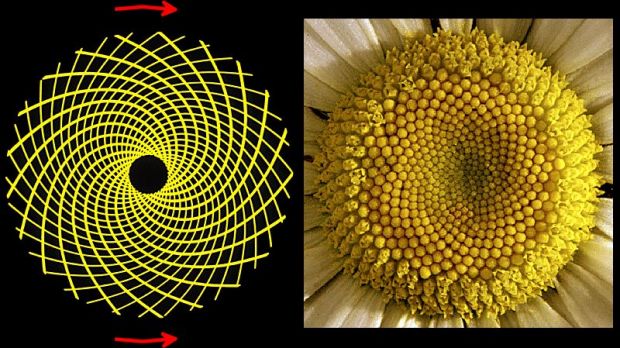 Fibonacci numbers in sun flower