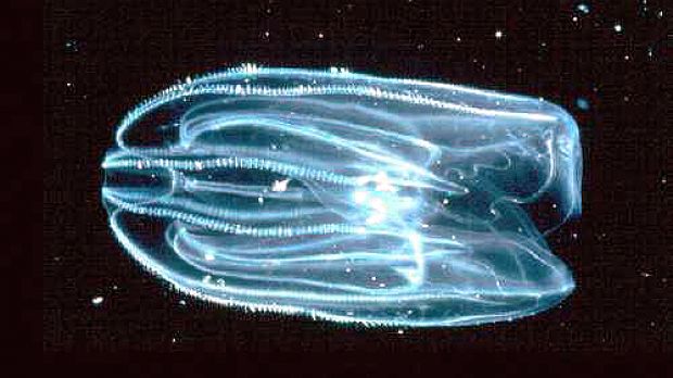 A comb jellyfish species (Mnemiopsis)