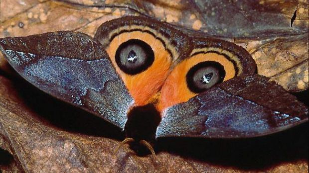 An Automeris moth in defense position