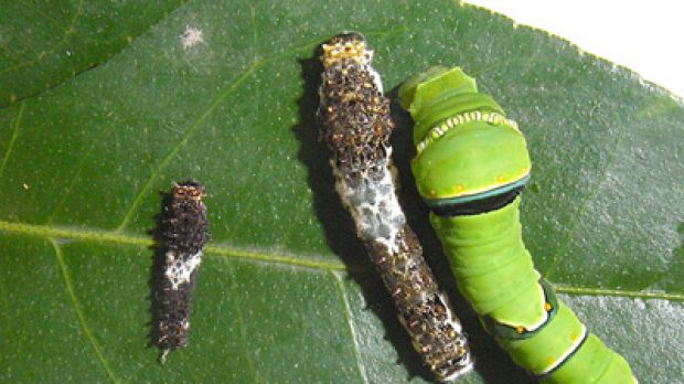Different stages of the caterpillar of Papilio xuthus