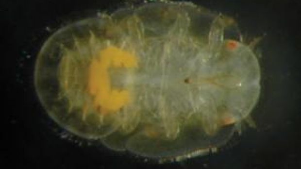 The bright yellow structure inside this newly hatched psyllid insect is the bacteriome, that houses  the Carsonella bacteria