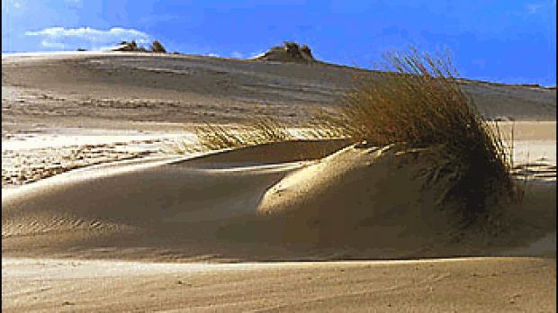 Dunes at Doana