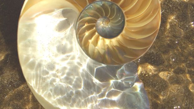 A Nautilis shell