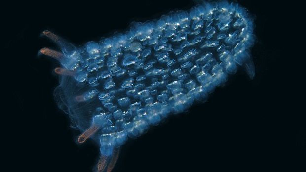 A young pyrosome colony