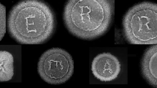 Researcher uses bacteria to spell “Merry Xmas”
