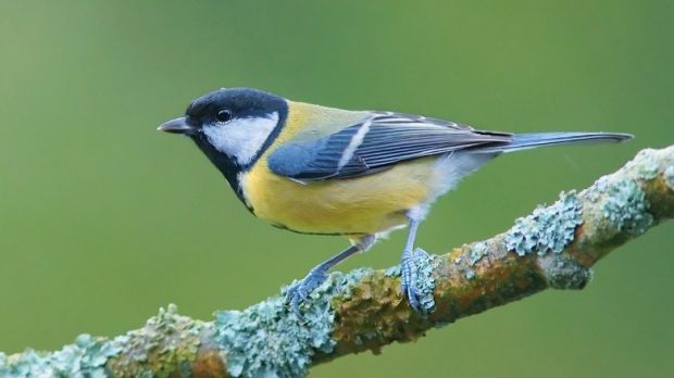At first glance, great tit birds appear cute and cuddly
