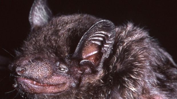 New bat species found in forests in Laos and Vietnam