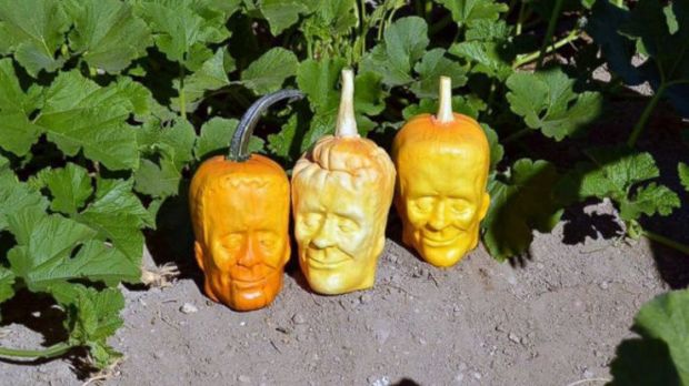 Pumpkins look like Frankenstein's monster
