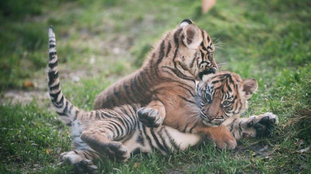 Zoo in the US is now home to three tiger cubs