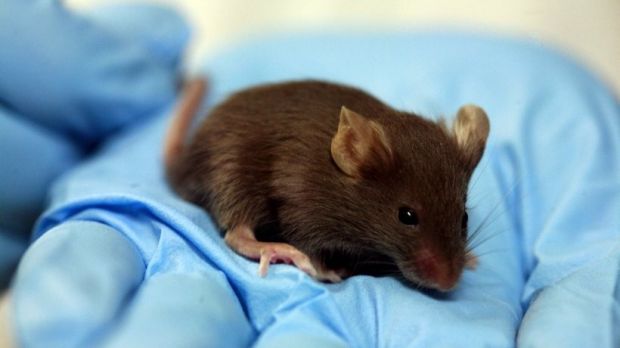 Microscopic motors set loose in laboratory mice