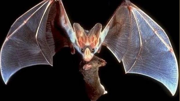 Ghost bat with a hunted mouse