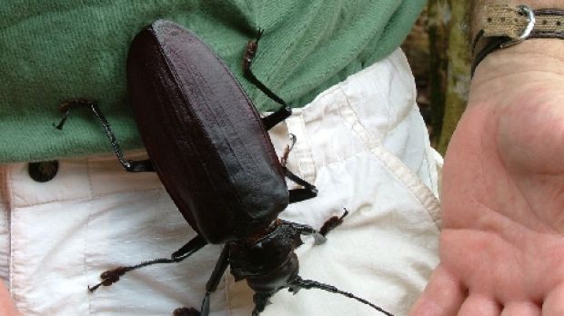 Titanus beetle