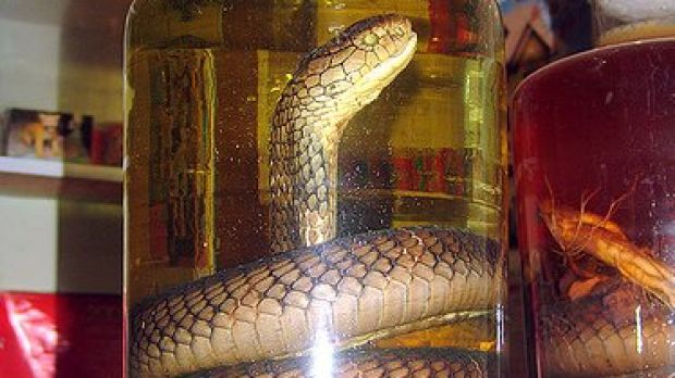 Snake wine with a cobra