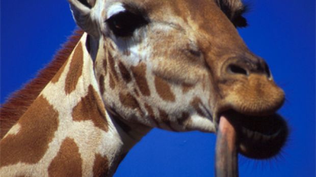Giraffe tongue