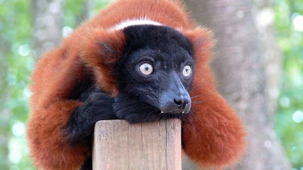 The Red-Ruffed Lemur is very observant.