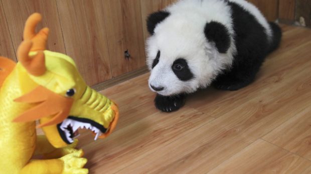 Baby panda is scared by a toy dragon (click to see image)