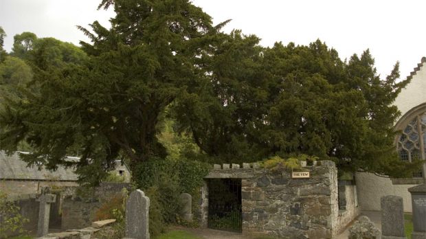 Yews in a Scottish graveyard