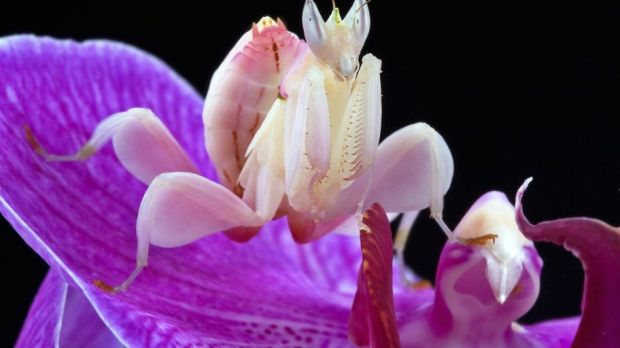 Orchid manits (Hymenopus)