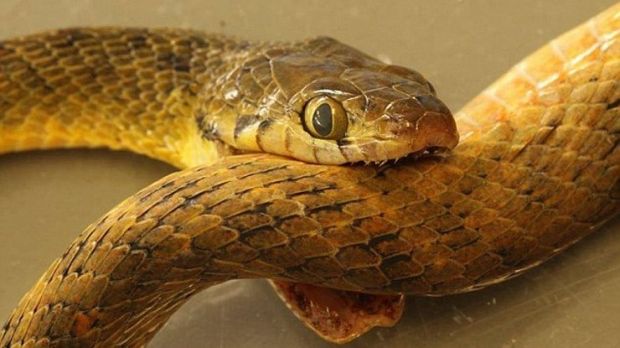 Venomous snake in Australia dies after biting itself