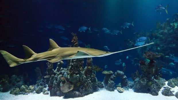 Wild smalltooth sawfish are capable of virgin births, study finds
