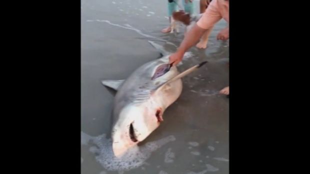 Video shows a man performins a C-section on a shark