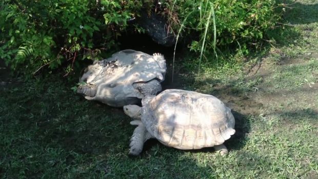 Video shows turtle helping a buddy in distress