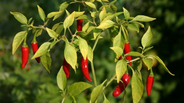 The active ingredient in peppers is dubbed capsaicin