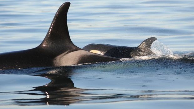Baby killer whale born to endangered pod