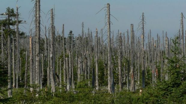 Czech larch forest destroyed by acid rains, July, 2006