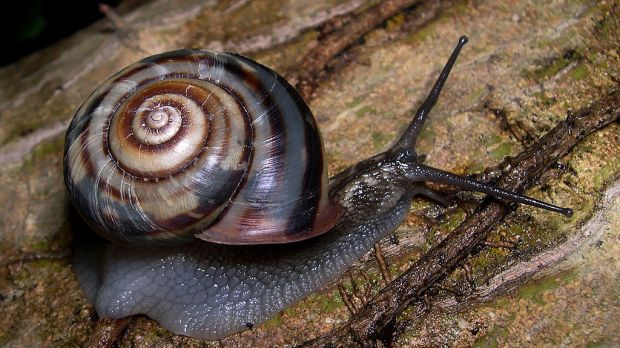 US Internet is moving at a snail's pace